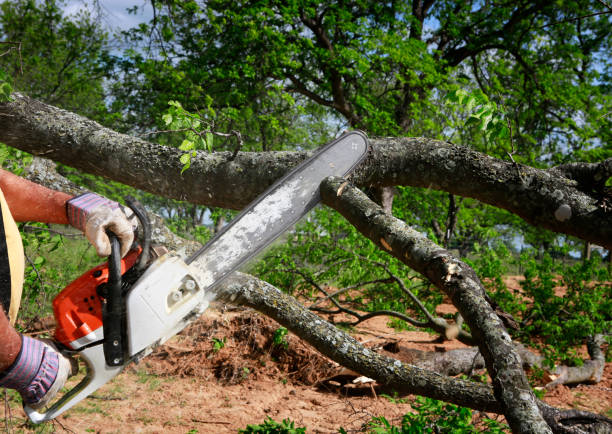 Best Tree Cabling and Bracing  in Oxford, AL